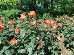 -上海共青森林公园