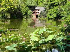 -野象谷景区