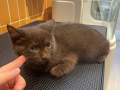 -爱宠屋pet shop·宠物洗澡·宠物美容