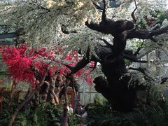 景点-天目湖山水园