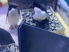 -上海海昌海洋公园