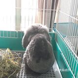 我最喜欢😘得小兔兔