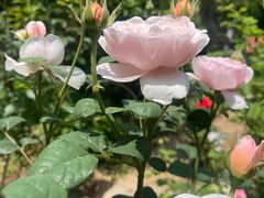 -小仙居·农家宴烤羊· 农庄