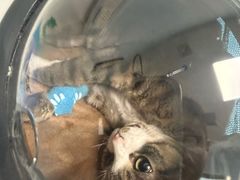 -纳吉亚猫专科动物诊疗中心(蒋宅口分院)