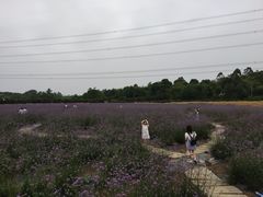 -紫颐香薰山谷景区