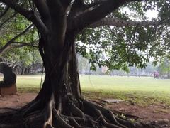 -东寨港红树林旅游区