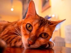 -猫色咖啡·猫咖