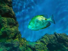 -上海海洋水族馆