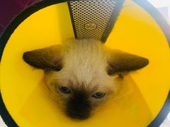 -瑞派福兴宠物医院犬猫全科·骨科·中西医结合(河东店)