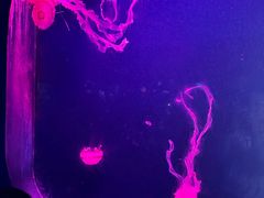 -西安曲江海洋极地公园