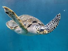 -青岛海底世界-水族馆