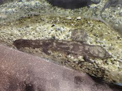 -上海海洋水族馆