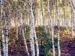 -塞罕坝国家级自然保护区