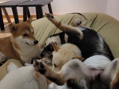 -南京Hallo宠物乐园·哈罗犬舍·柴犬繁育基地