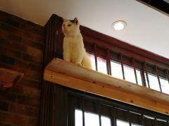 猫-more than meow吴止猫主题餐厅(承德 中船汇店)