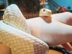 -抱暴龙爬宠·异宠·撸宠撸爬主题馆(大学路店)