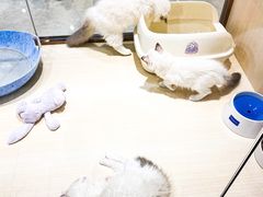 -momokira米努特·德文卷毛猫·棉花面纱犬