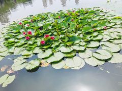 -前关湿地公园