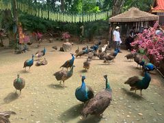 -西双版纳勐泐文化旅游区