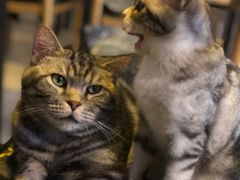 -平行世界·猫咖(首经贸店)