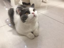 -L•野生眉半永久纹眉纹绣