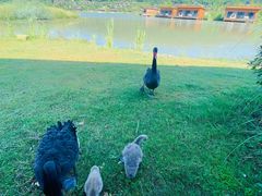 -杭州开元森泊度假乐园