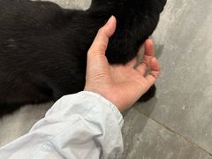 -楼上猫咖(罗湖店)