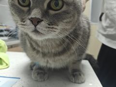 -宠颐生宠物医院·异宠猫科内科·诊疗中心宠巢店