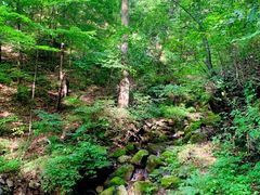 -天女山森林公园