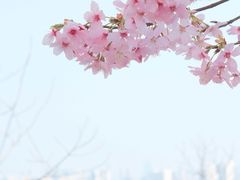 -武汉大学-樱园