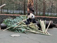 -都江堰中华大熊猫苑