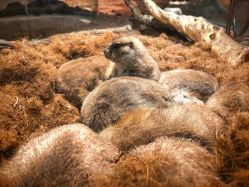 -Zoolung Zoolung动物主题公园(海信广场店)