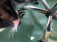 -东方动物医院·宠保定点·骨科·转诊中心(春城路·昆明站分院)