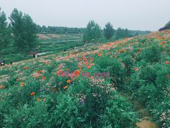 -洨河生态公园