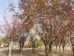 -东郊湿地公园