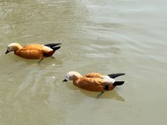 -上海野生动物园