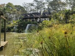 -中国科学院西双版纳热带植物园
