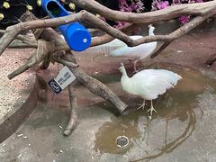 -正佳雨林生态植物园