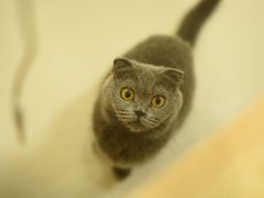 -鼓捣猫呢主题猫咖店