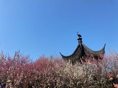 -香雪海