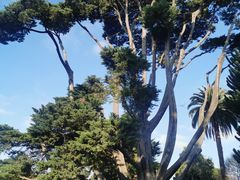 -墨尔本皇家植物园