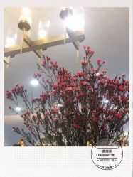 -TSO 慕尚·微潮派