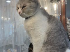 -共舞时光猫咖·狗咖(新街口店)