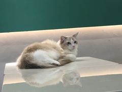 -飞行喵MR PILOT|猫舍·猫咖(静安大融城店)