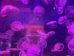 -上海海昌海洋公园