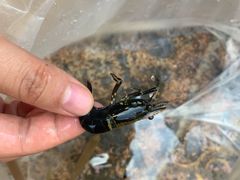 -广州白江湖森林公园