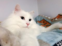 -艾贝尔宠物医院·24H转诊中心·肿瘤猫专科(江宁双龙店)