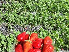 -昌平兴寿秀秀草莓采摘园