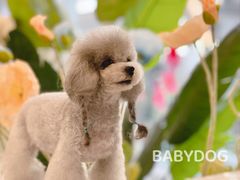 -BABYDOG宝贝狗宠物乐园(欧洲城店)