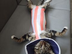 -pd派德宠物中心医院24H急重症·眼科中心·血液透析中心(嵩山北路店)